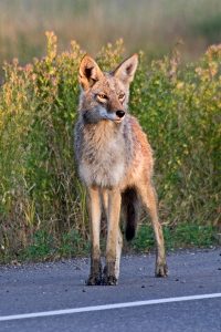 Coyote