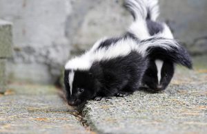 Skunks