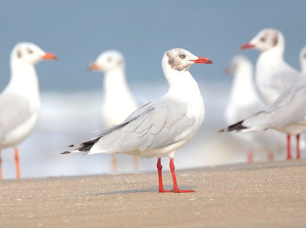 Brown Headed Gull at Arrossim beach Goa. Photo: IANS