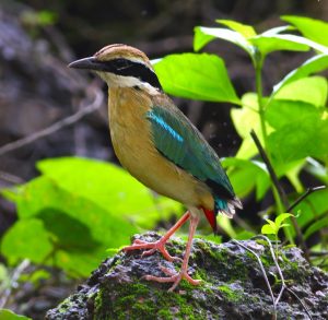 Indian Pitta - Capela de Monte-Old Goa.