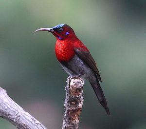 Vigors Sunbird _ St. Inez.