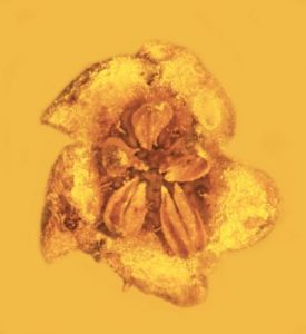 This asterid flower is one of the only fossils of this family ever discovered. Photo- George Poinar, Jr.