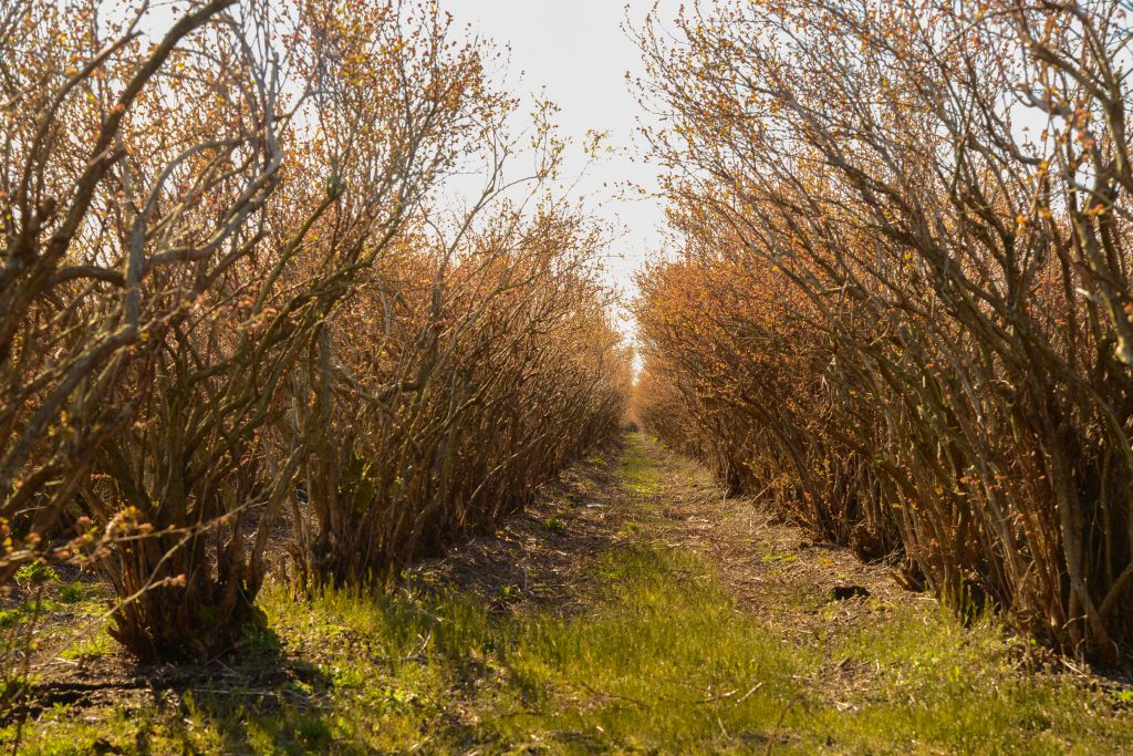 Ready for the new season, highbush blueberries in Richmond are on the verge of blooming. Photos: Ray Hudson