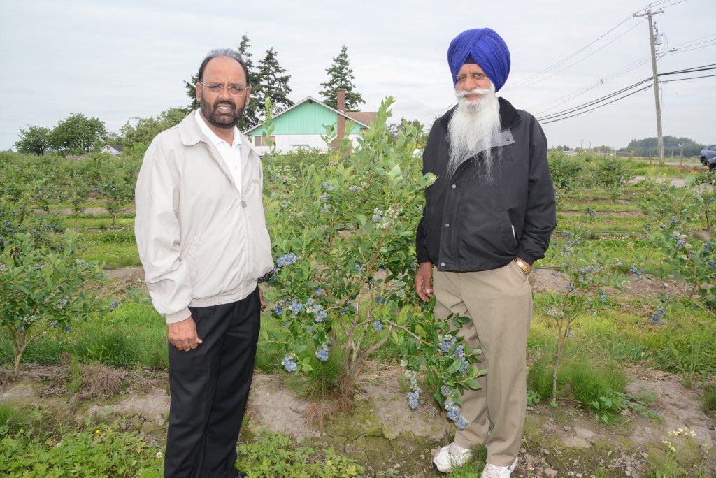 Gurdial S. Dale Badh and his father, Ajit Singh Badh, showing the berries are ready for the first pick of the season.
